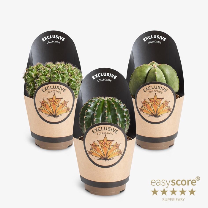 <h4>Cactus Collection</h4>