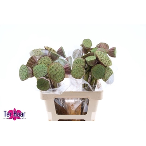Nelumbo Nucifera