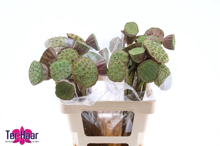 <h4>Nelumbo Nucifera</h4>