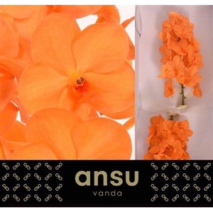 Vanda Natcha Princess Orange