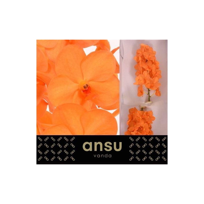 <h4>Vanda Natcha Princess Orange</h4>