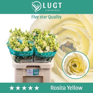 Lisianthus do rosita yellow