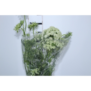 FLOR DE CENOURA