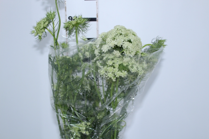FLOR DE CENOURA