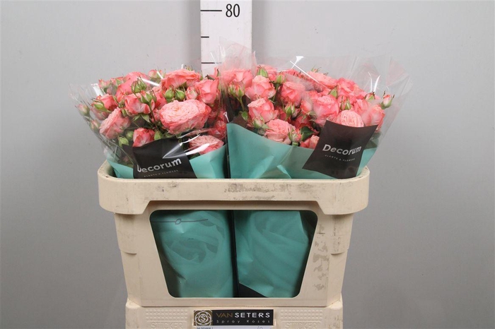 <h4>R Tr First Date</h4>