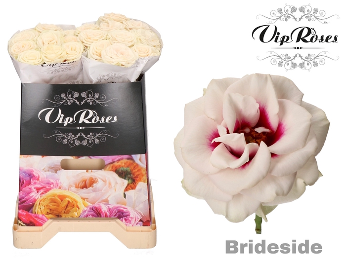 R GR BRIDESIDE! x 20