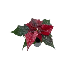 Euphorbia Red met glitters zilver
