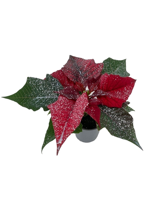 <h4>Euphorbia Red met glitters zilver</h4>