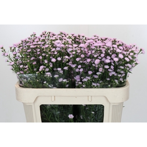 Aster Baby Pink Pearl