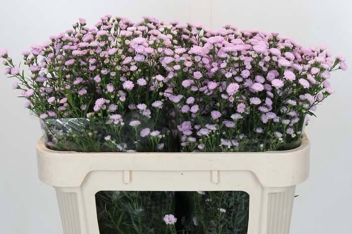 <h4>Aster Baby Pink Pearl</h4>