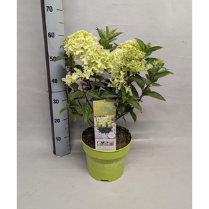 HYDR PANICULATA