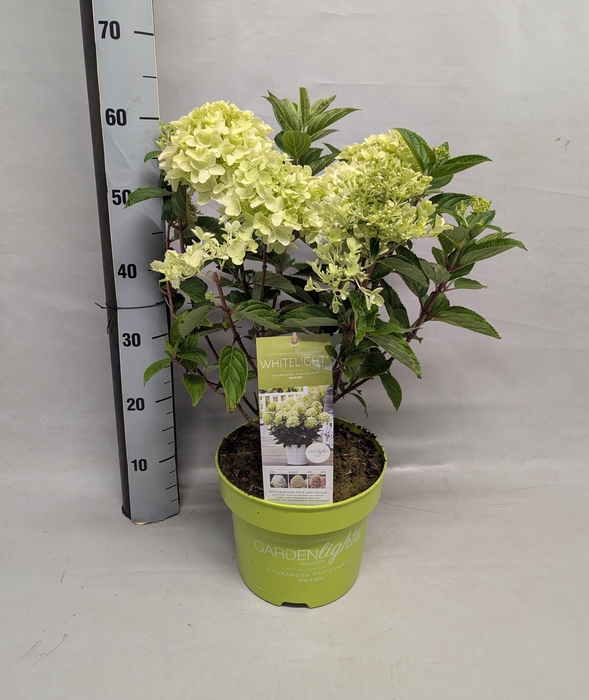 <h4>HYDR PANICULATA</h4>