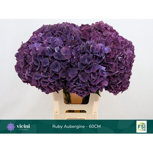 Hydrangea  'Magical Rubyred Lilac'