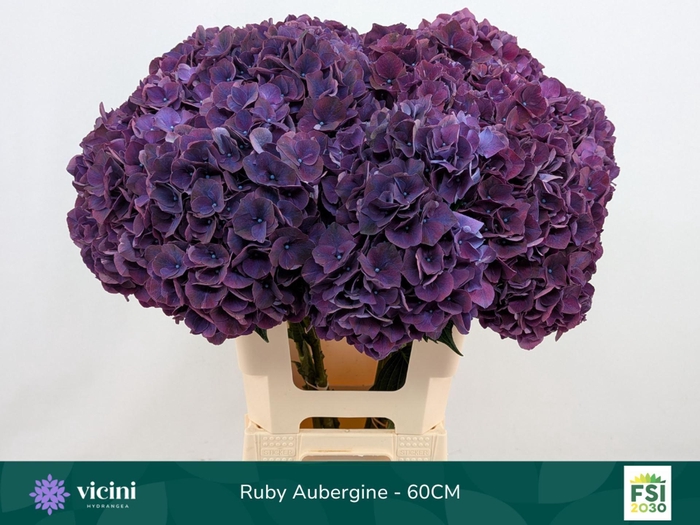 <h4>Hydrangea  'Magical Rubyred Lilac'</h4>