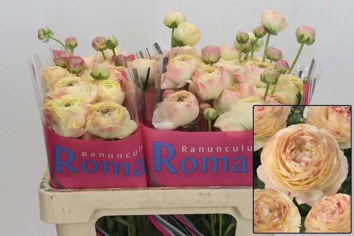 <h4>RAN ROMANCE HYDRA</h4>