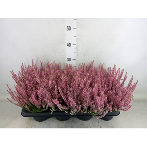 Calluna vulg. 'Garden G Amethyst'