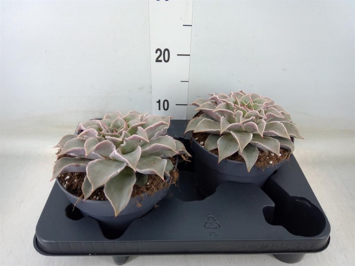 <h4>Echeveria ...</h4>