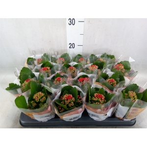 Kalanchoe blos. 'RosDon Justino'