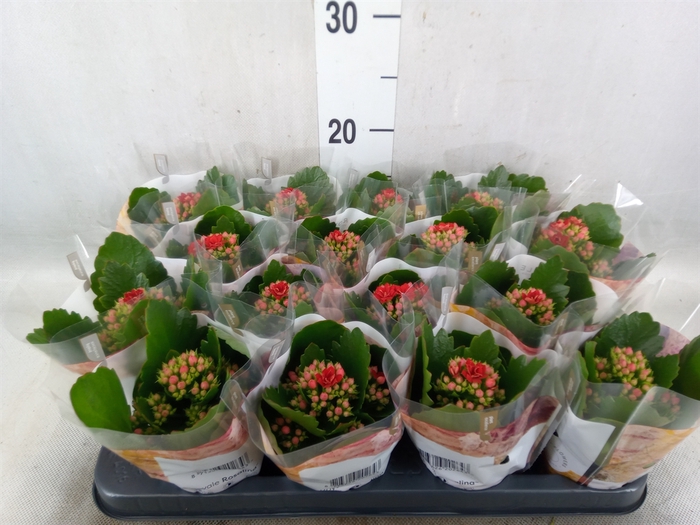 <h4>Kalanchoe blos. 'RosDon Justino'</h4>