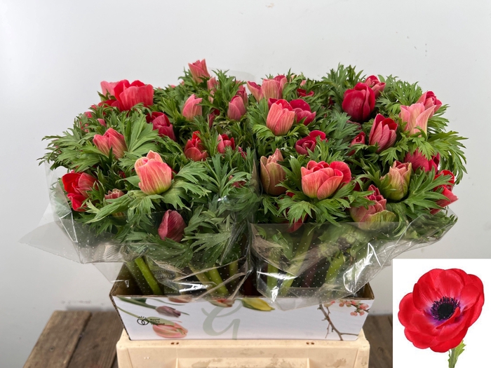 <h4>ANEM CO MIS + RED</h4>