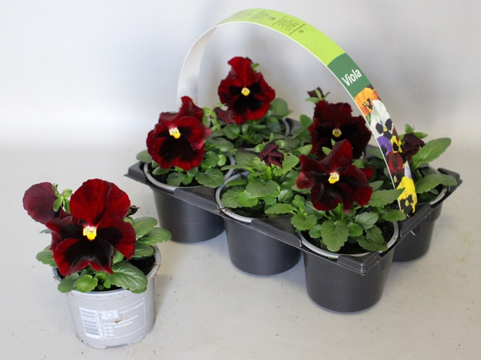 <h4>Viola wittrockiana sixpack F1 Red with blotch</h4>