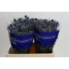 Eryngium Blue Dynamite