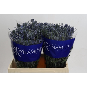 Eryngium Blue Dynamite