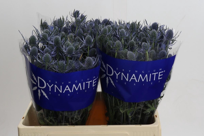 <h4>Eryngium Blue Dynamite</h4>