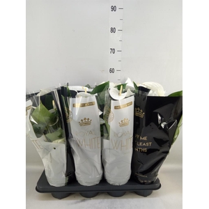 Anthurium andr. 'Alpine'