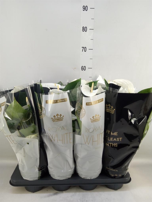 <h4>Anthurium andr. 'Alpine'</h4>