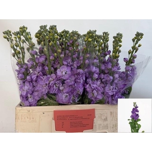 MATTH FIGARO LAVENDE