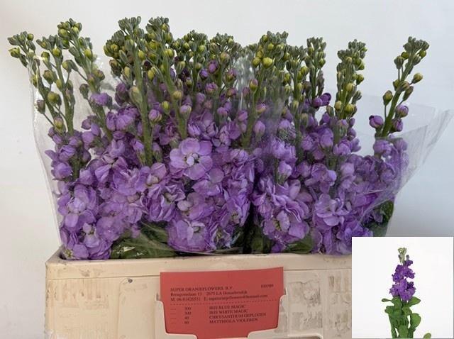 <h4>MATTH FIGARO LAVENDE</h4>