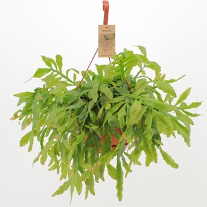 Rhipsalis hangpot Crispata Cristel
