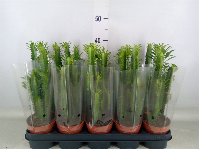 <h4>Euphorbia trigona</h4>