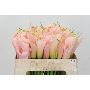 Zantedeschia Eydolls Salmon