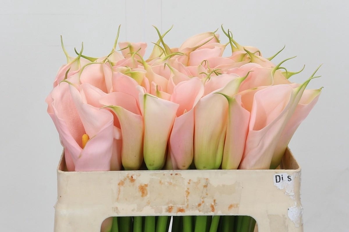 <h4>Zantedeschia Eydolls Salmon</h4>