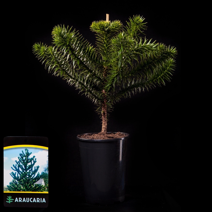 <h4>Araucaria araucana C4</h4>