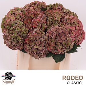 HYDR M CH RODEO CL