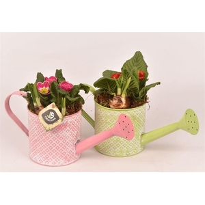 Zink gieter groen/roze 12cm