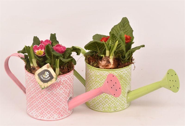 <h4>Zink gieter groen/roze 12cm</h4>