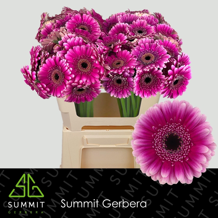 Germini Design Water