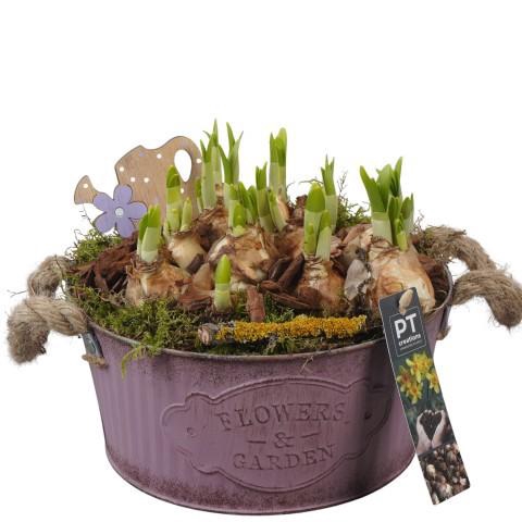 <h4>PTN8577 Arrangement Narcissus in zink pot</h4>
