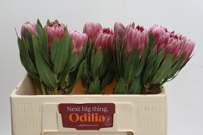 <h4>Protea Carnival</h4>