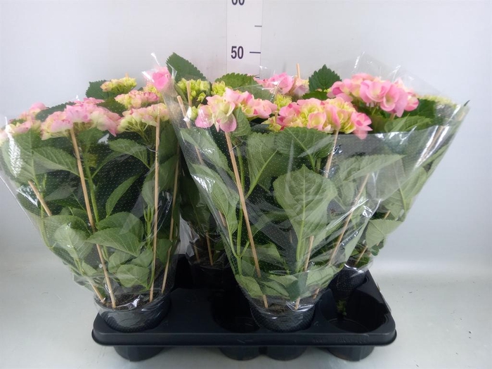 <h4>Hydrangea mac. 'Hovaria'</h4>