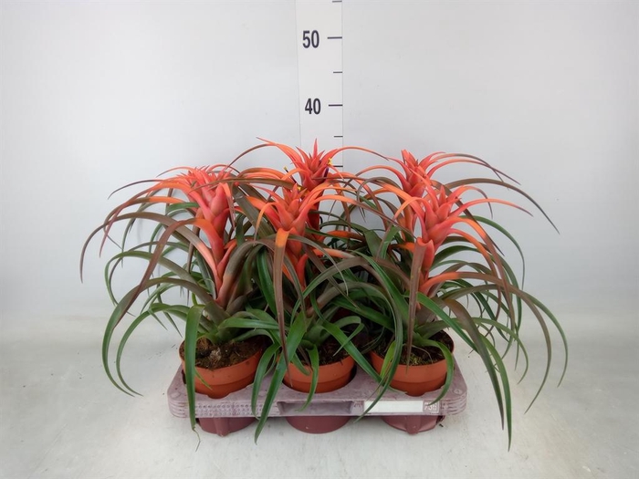 <h4>Tillandsia capitata 'Hermosa'</h4>