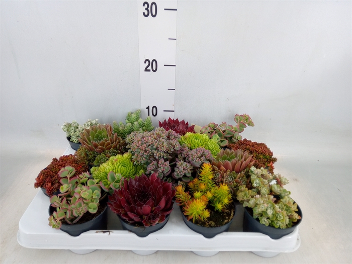 <h4>Rotsplanten   ...mix   [Rock plant]</h4>
