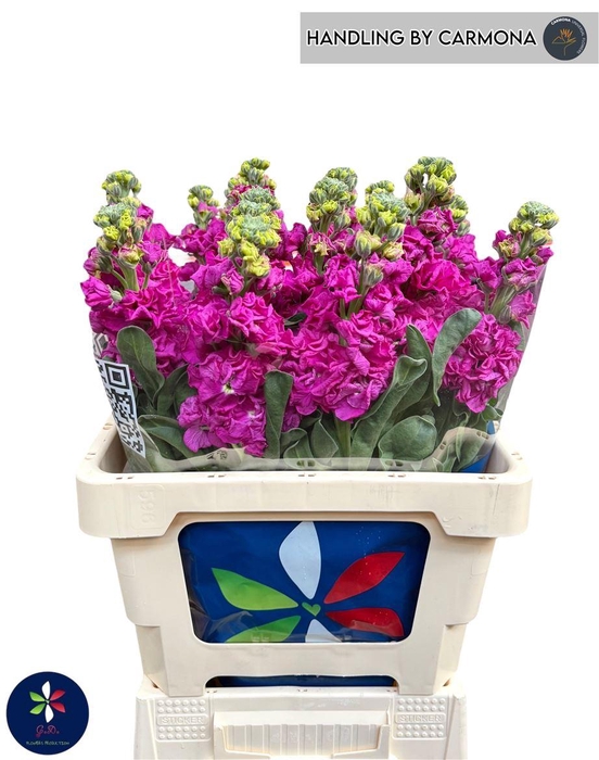 <h4>Matth Iron Rose</h4>