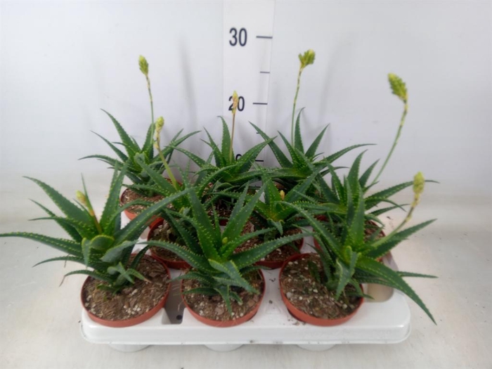 <h4>Aloe arborescens</h4>