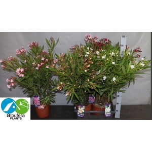NERI OLEANDER