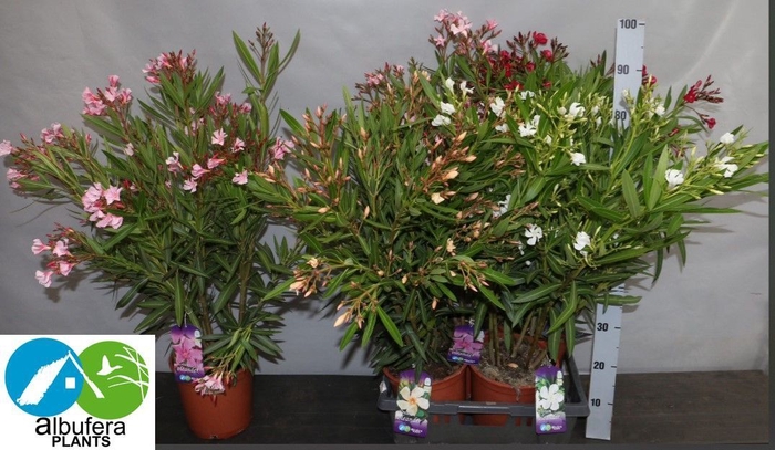 <h4>NERI OLEANDER</h4>